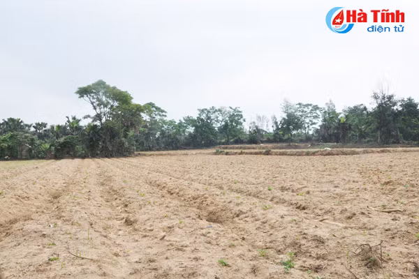 nong dan vung thuong ky anh tai dau tu vung nguyen lieu san