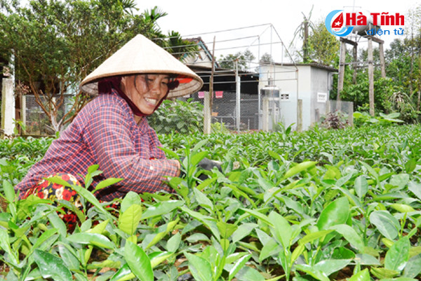 ngam khu vuon giai dac biet cuoc thi kdc kieu mau vuon mau ha tinh