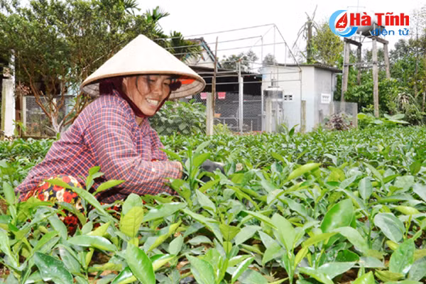 ngam khu vuon giai dac biet cuoc thi kdc kieu mau vuon mau ha tinh
