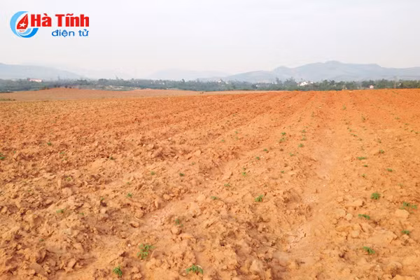 nong dan vung thuong ky anh tai dau tu vung nguyen lieu san