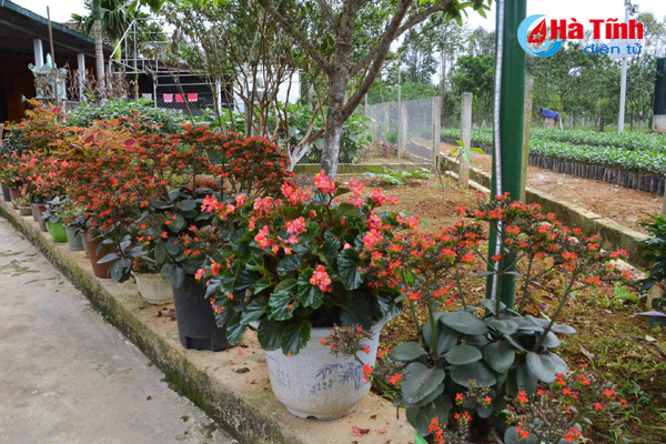 ngam khu vuon giai dac biet cuoc thi kdc kieu mau vuon mau ha tinh