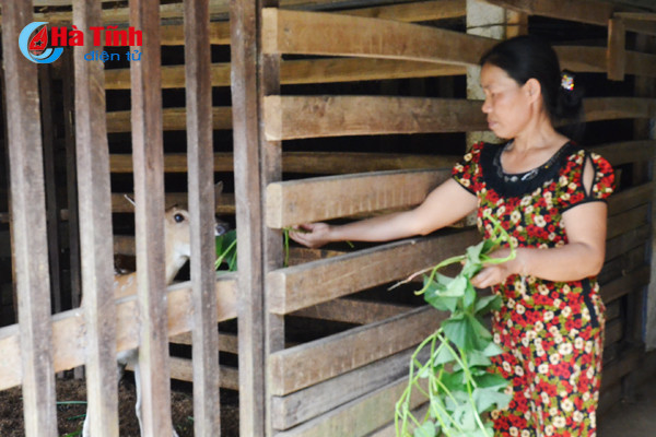 ngam khu vuon giai dac biet cuoc thi kdc kieu mau vuon mau ha tinh