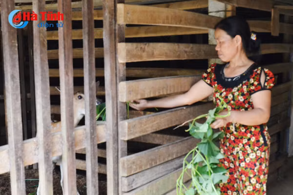 ngam khu vuon giai dac biet cuoc thi kdc kieu mau vuon mau ha tinh