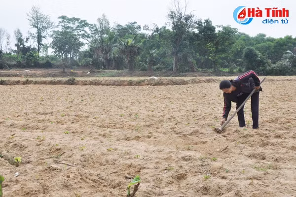 nong dan vung thuong ky anh tai dau tu vung nguyen lieu san
