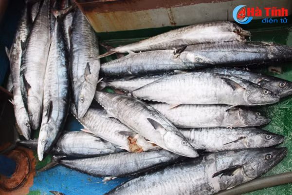 ngu dan ha tinh thu hon 540 ty dong tu vu ca bac