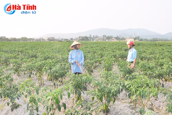 nong dan ha tinh lien ket trong ot thu nhap gap 5 lan trong lua