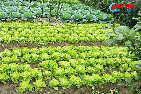 ve lang bien nghi xuan xem khu dan cu mau