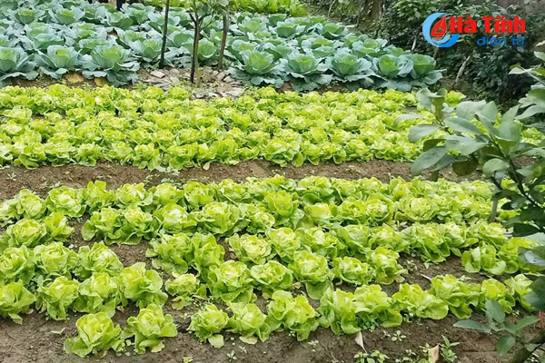 ve lang bien nghi xuan xem khu dan cu mau