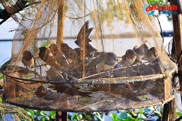 chum anh tan diet chim en lam moi nhau