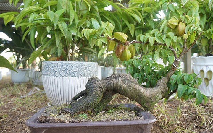 ngam bonsai mini gia dat do