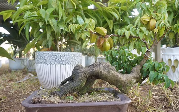ngam bonsai mini gia dat do