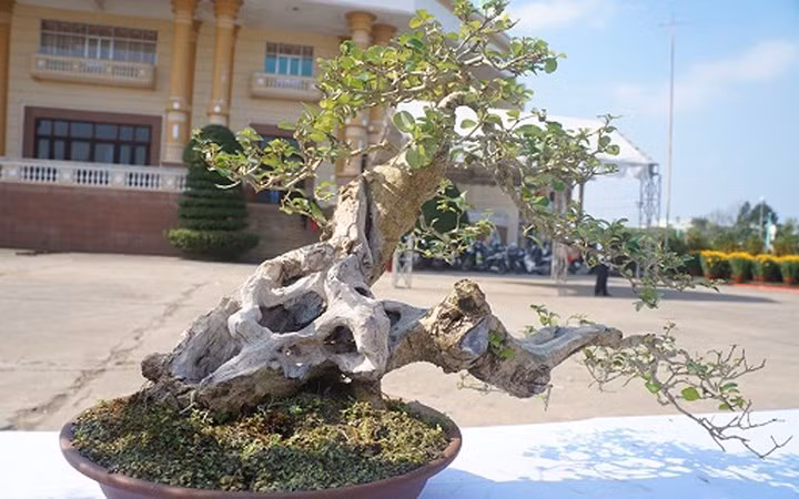 ngam bonsai mini gia dat do