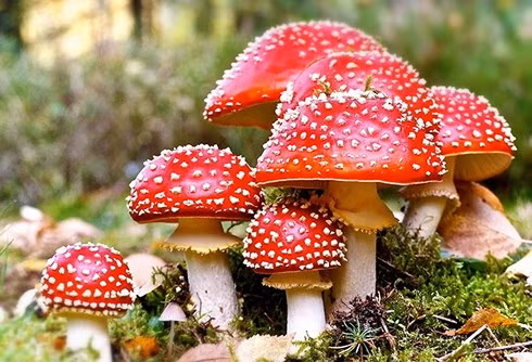 an phai nam doc 2 nguoi tu vong