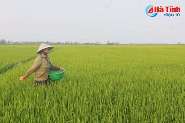 benh dao on co bong nong dan lo ngay ngay