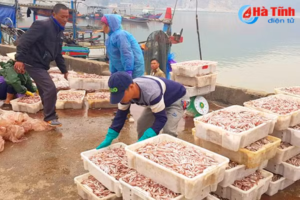 ngu dan ha tinh thu hon 540 ty dong tu vu ca bac