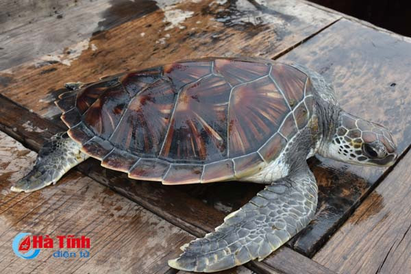 ngu dan cam nhuong tha doi moi nang gan 5 kg ve voi bien