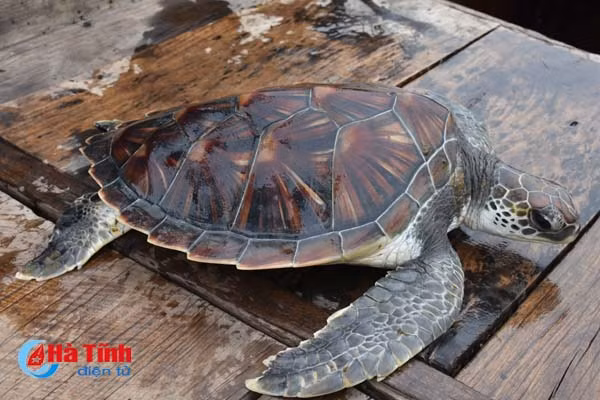 ngu dan cam nhuong tha doi moi nang gan 5 kg ve voi bien