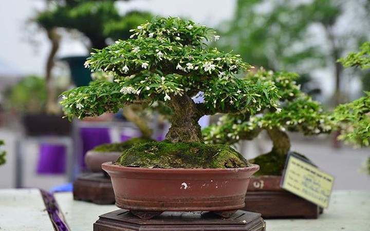 ngam bonsai mini gia dat do