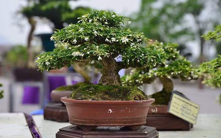 ngam bonsai mini gia dat do