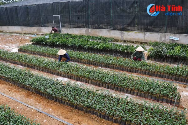 ngam khu vuon giai dac biet cuoc thi kdc kieu mau vuon mau ha tinh