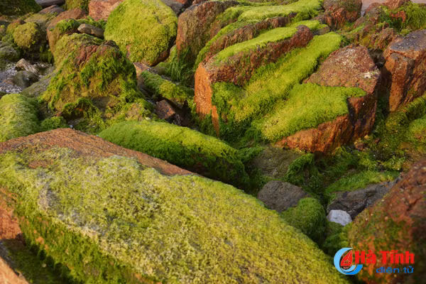 Check in bãi đá rêu xanh mê hoặc lòng người ở Kỳ Anh