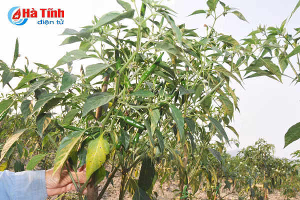 nong dan ha tinh lien ket trong ot thu nhap gap 5 lan trong lua