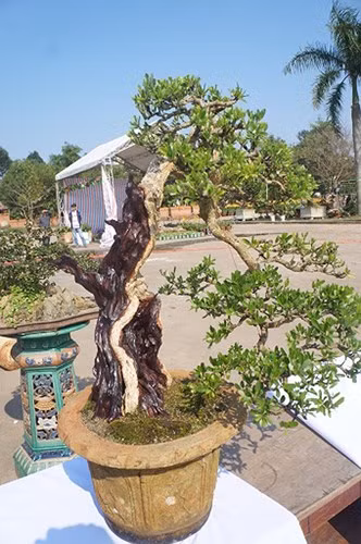 ngam bonsai mini gia dat do