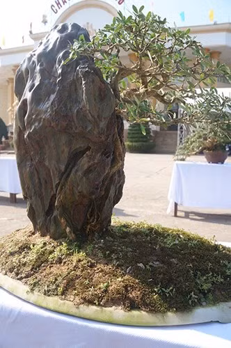 ngam bonsai mini gia dat do