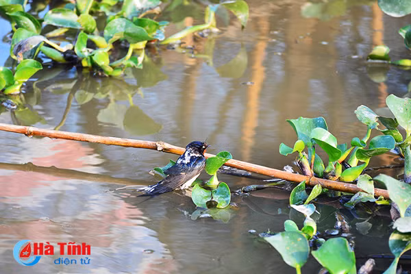 chum anh tan diet chim en lam moi nhau