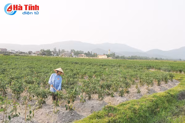 nong dan ha tinh lien ket trong ot thu nhap gap 5 lan trong lua