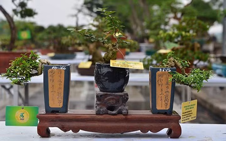 ngam bonsai mini gia dat do