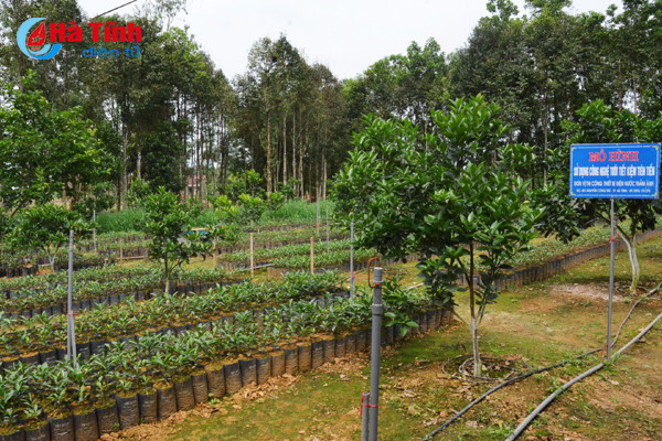 ngam khu vuon giai dac biet cuoc thi kdc kieu mau vuon mau ha tinh