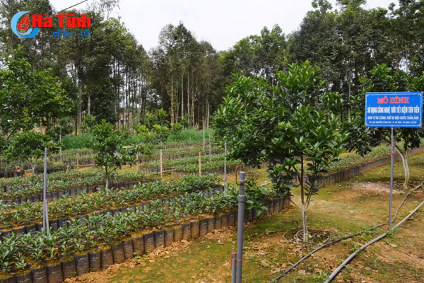 ngam khu vuon giai dac biet cuoc thi kdc kieu mau vuon mau ha tinh