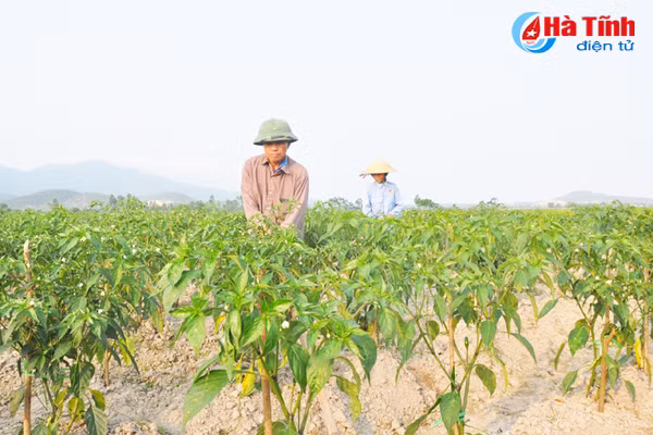 nong dan ha tinh lien ket trong ot thu nhap gap 5 lan trong lua