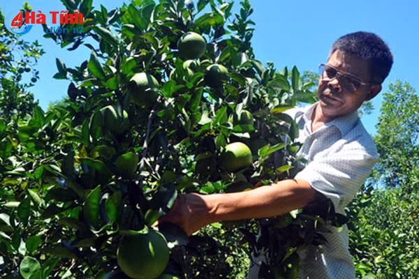 ngam khu vuon giai dac biet cuoc thi kdc kieu mau vuon mau ha tinh