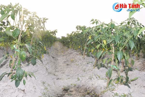 nong dan ha tinh lien ket trong ot thu nhap gap 5 lan trong lua