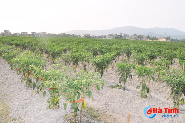 nong dan ha tinh lien ket trong ot thu nhap gap 5 lan trong lua