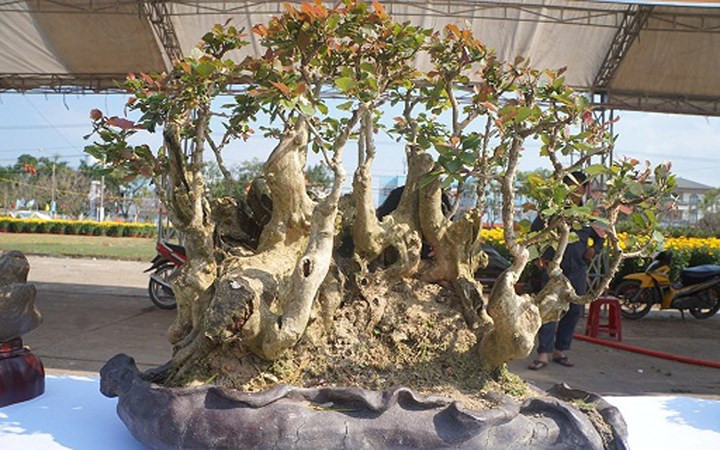 ngam bonsai mini gia dat do