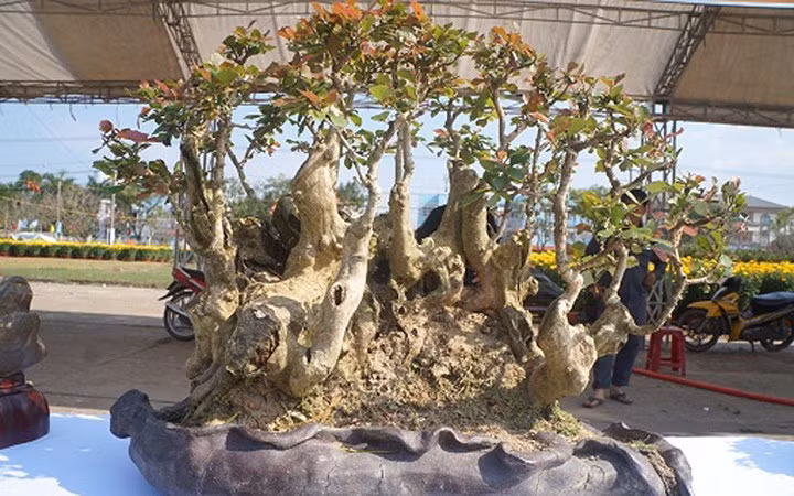 ngam bonsai mini gia dat do