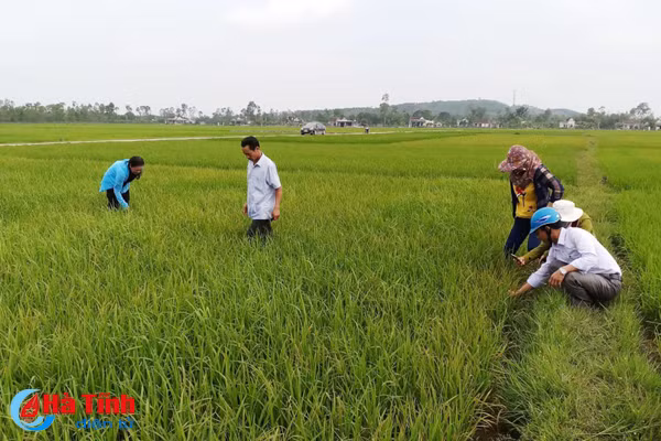 benh dao on co bong nong dan lo ngay ngay