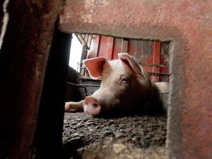 Đã có 120 ngàn con lợn bị tiêu hủy