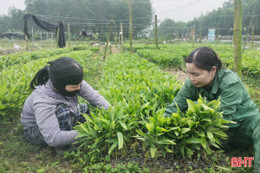 Giá cây giống keo, tràm cao chưa từng có!