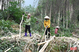Sản lượng gỗ rừng trồng tăng mạnh, người dân vẫn... kém vui!