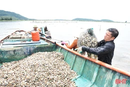 Vựa ngao Mai Phụ hối hả thu hoạch