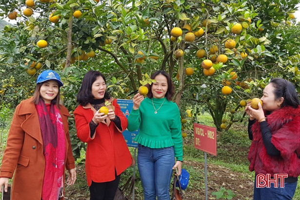 Thỏa sức trải nghiệm tour du lịch đầu năm mới vùng trà sơn Can Lộc