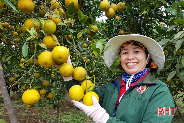 Thỏa sức trải nghiệm tour du lịch đầu năm mới vùng trà sơn Can Lộc