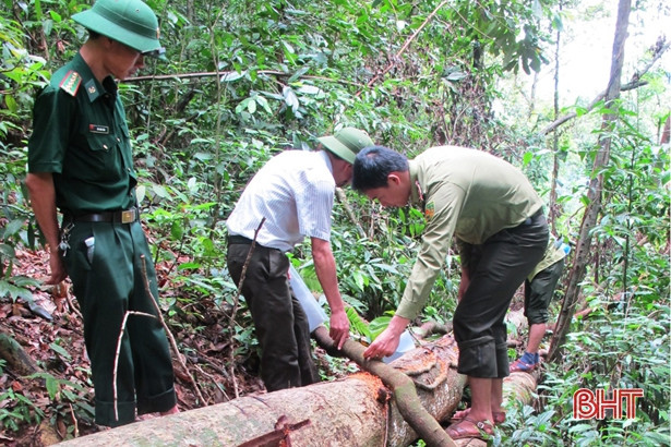 Tịch thu gần 400m<sup>3</sup> gỗ vi phạm lâm luật tại Hà Tĩnh