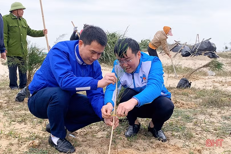 Tuổi trẻ Cẩm Xuyên trồng 12.000 cây phi lao ven biển Cẩm Dương