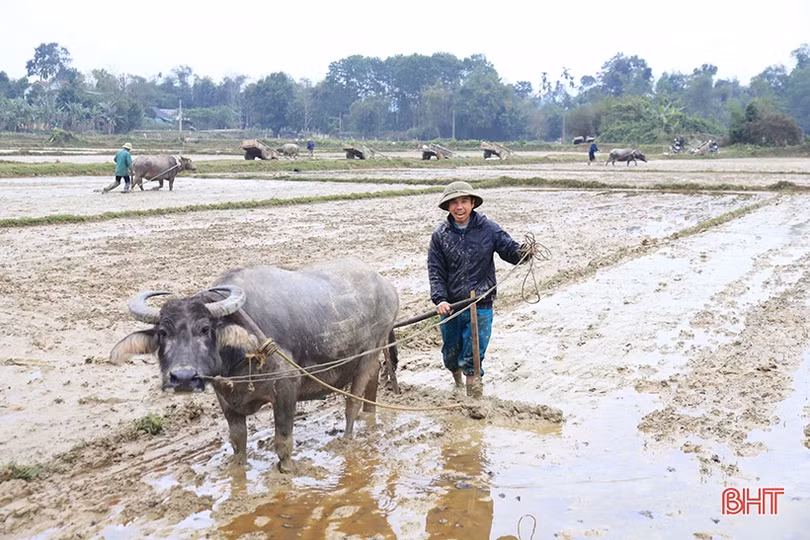 Nông dân Hà Tĩnh xuống đồng sản xuất đầu năm mới
