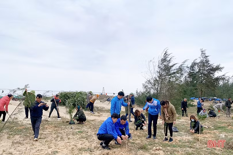 Tuổi trẻ Cẩm Xuyên trồng 12.000 cây phi lao ven biển Cẩm Dương